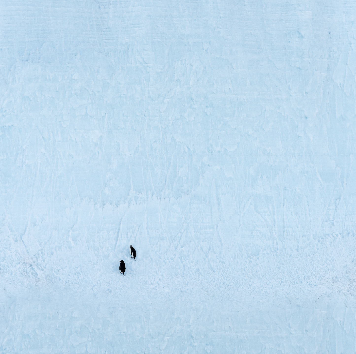 Penguins on an Iceberg NEW