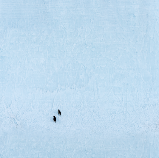 Penguins on an Iceberg NEW