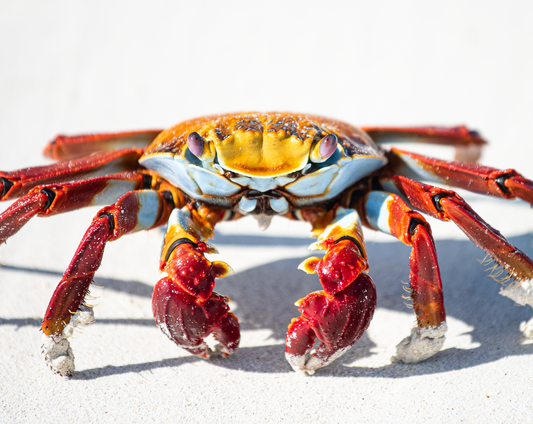 Sally Lightfoot Crab